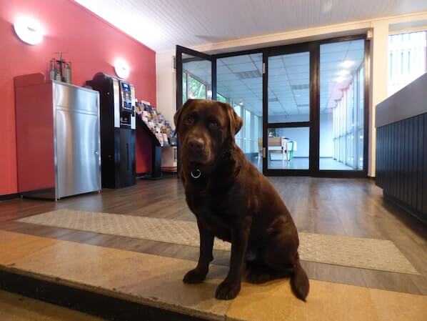 Escatel accepte les chiens à Macon