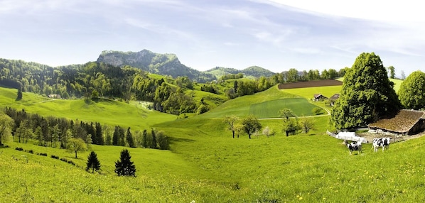 Gasthof National accepte les chiens à Langendorf