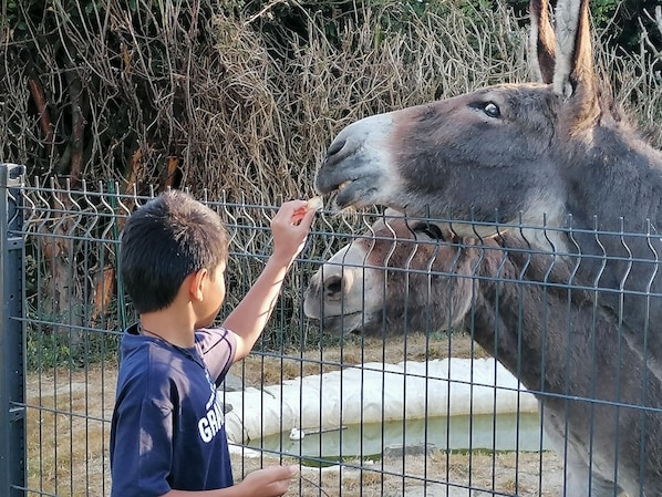 La Parisière accepte les chiens à Gavray-sur-Sienne