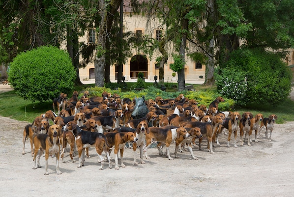 Chambres d'hôtes de l'Abbaye accepte les chiens à Villiers-le-Duc