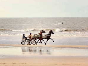 Hotel acceptant les chiens