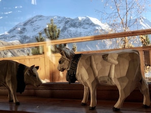 Hotel acceptant les chiens