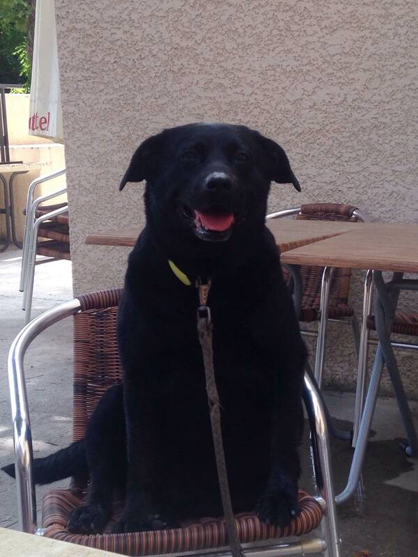 Bar de L'union accepte les chiens à Claira