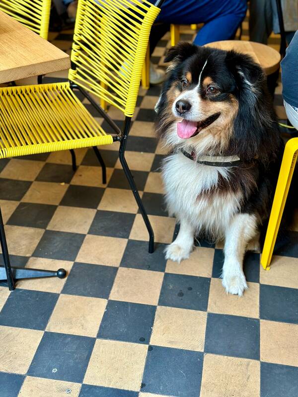 Café Bogato accepte les chiens à Paris