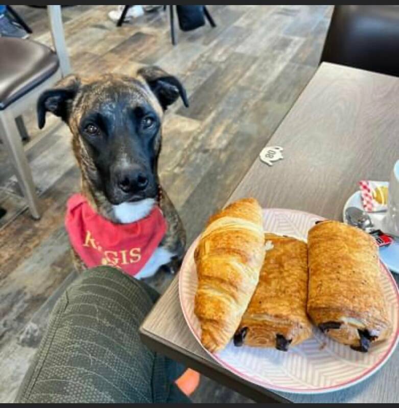 La Cabane Aux Délices accepte les chiens à Zuydcoote