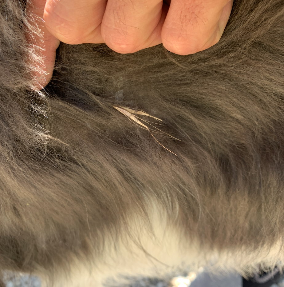 epillet chien danger