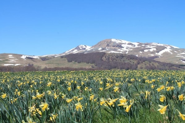 Aux Balcons du Sancy accepte les chiens à Picherande