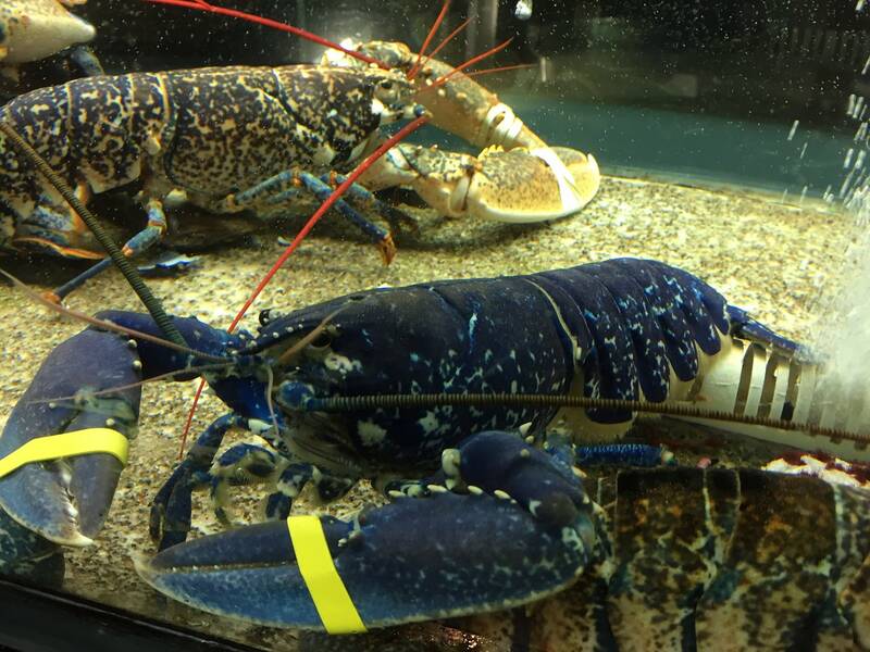 Le Quai des Saveurs accepte les chiens à Camaret-sur-Mer