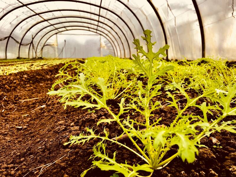 Jeff Cuisine Sincère accepte les chiens à Cabourg