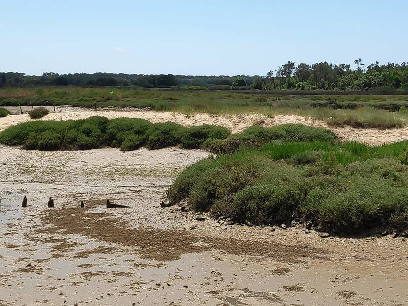 Ostreiculteur Robin Jean Claude accepte les chiens à Talmont-Saint-Hilaire
