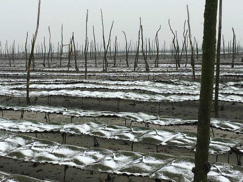 La Cabane Chez TT Direct Producteur accepte les chiens à Lège-Cap-Ferret