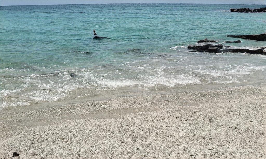 Plages de Noirmoutier accepte les chiens à Noirmoutier-en-l'Île