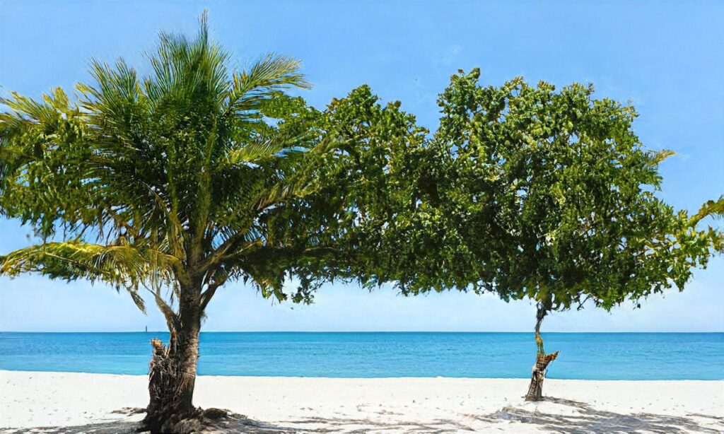 Plage du Lac marin – Soustons accepte les chiens à Soustons
