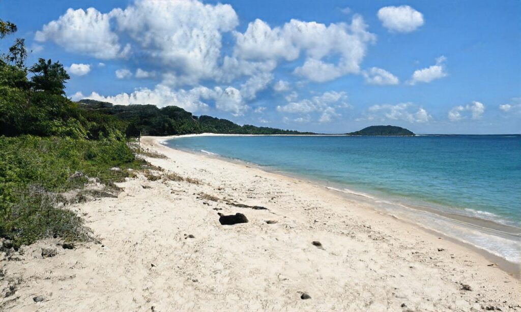 Plage des Acacias – La Tranche sur Mer accepte les chiens à La Tranche sur Mer