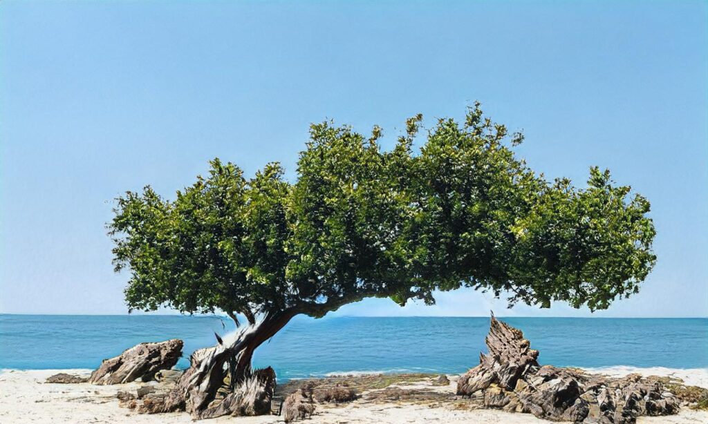 Plage Terrière – La Tranche sur Mer accepte les chiens à La Tranche-sur-Mer