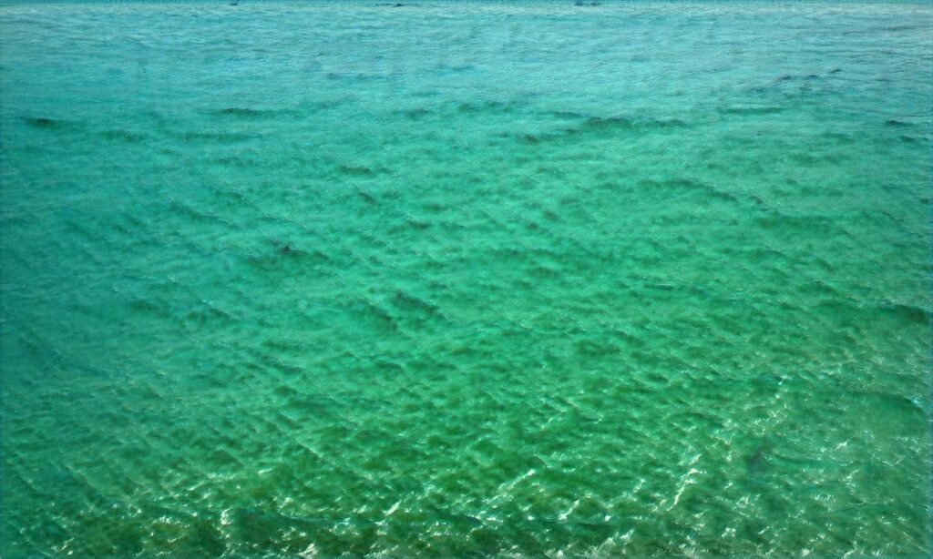 Plage de la Parée du Jonc accepte les chiens à Saint-Jean-de-Monts