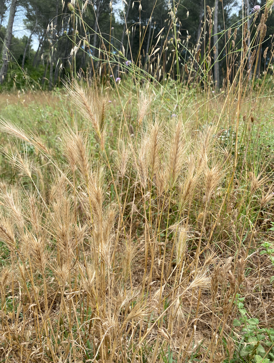 plante epillet chien attention