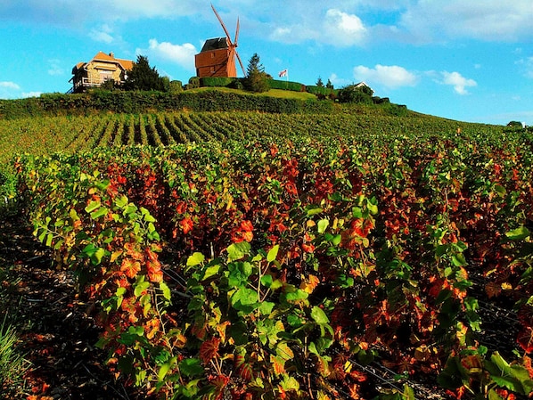 ibis Styles Reims Centre Cathédrale accepte les chiens à Reims