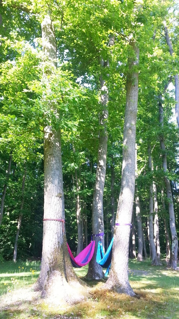 Le Grand Monarque accepte les chiens à La Rochette