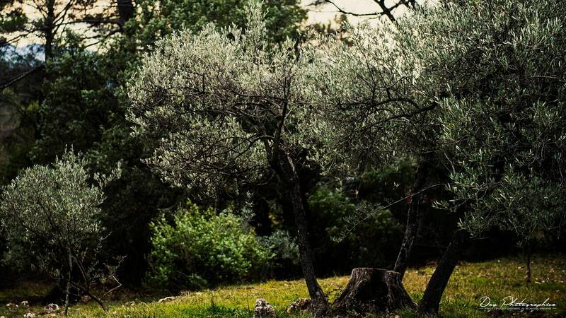 Les Oliviers accepte les chiens à Cavalaire-Sur-Mer